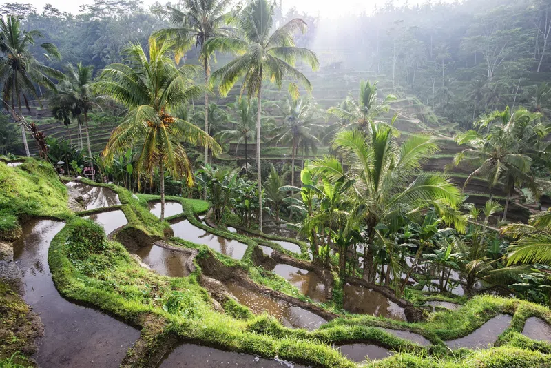 bali ricefield